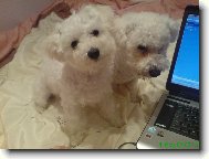 Bichon  poil fris, Bichon Frise