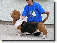 Basseti \(Dog standard\)