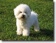 Bichon  poil fris, Bichon Frise