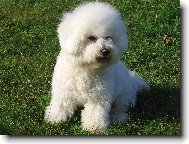 Bichon  poil fris, Bichon Frise