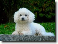 Bichon  poil fris, Bichon Frise