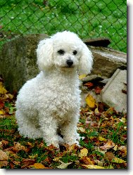 Bichon  poil fris, Bichon Frise