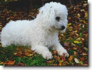 Bichon  poil fris, Bichon Frise