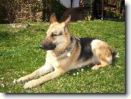 German Shepherd Dog
