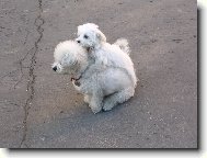 Bichon  poil fris, Bichon Frise