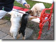 Bichon  poil fris, Bichon Frise