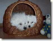 Bichon  poil fris, Bichon Frise