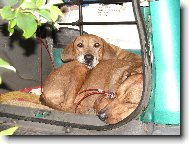 Rhodesian Ridgeback