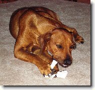 Rhodesian Ridgeback