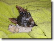 Jorkrsk terier, Yorkshire Terrier,