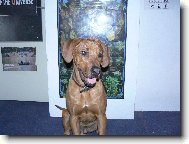 Rhodesian Ridgeback