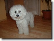 Bichon  poil fris, Bichon Frise