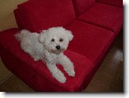 Bichon  poil fris, Bichon Frise