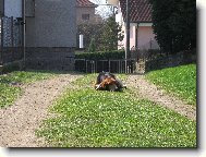 Basseti \(Dog standard\)