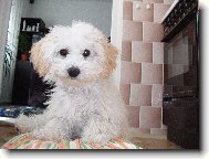 Bichon  poil fris, Bichon Frise