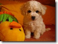 Bichon  poil fris, Bichon Frise