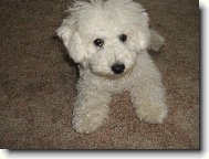 Bichon  poil fris, Bichon Frise