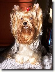 Jorkrsk terier, Yorkshire Terrier,