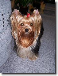 Jorkrsk terier, Yorkshire Terrier,