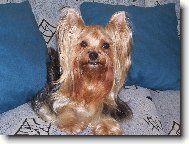 Jorkrsk terier, Yorkshire Terrier,