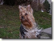 Jorkrsk terier, Yorkshire Terrier,