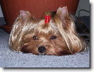 Jorkrsk terier, Yorkshire Terrier,