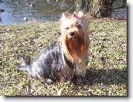 Jorkrsk terier, Yorkshire Terrier,