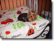 Jorkrsk terier, Yorkshire Terrier,