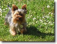 Jorkrsk terier, Yorkshire Terrier,