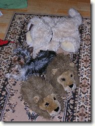 Jorkrsk terier, Yorkshire Terrier,