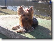 Jorkrsk terier, Yorkshire Terrier,