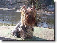 Jorkrsk terier, Yorkshire Terrier,