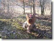 Jorkrsk terier, Yorkshire Terrier,