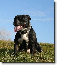 Staffordshire Bullterrier