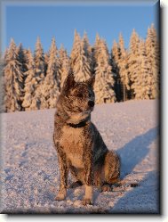 Japanese akita \(Dog standard\)
