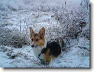 Welsh Corgi Pembroke
