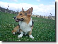 Welsh Corgi Pembroke