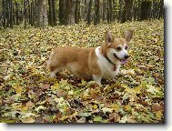 Welsh Corgi Pembroke
