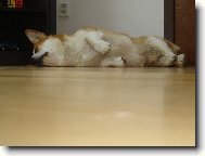 Welsh Corgi Pembroke
