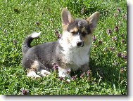 Welsh Corgi Pembroke