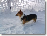 Welsh Corgi Pembroke