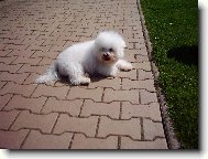 Bichon  poil fris, Bichon Frise