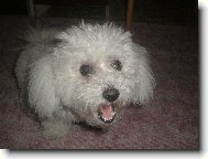 Bichon  poil fris, Bichon Frise