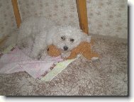 Bichon  poil fris, Bichon Frise