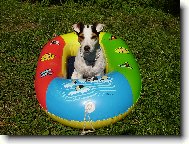Parson russell terrier \(Dog standard\)