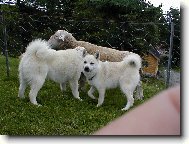 Norwegian buhund \(Dog standard\)
