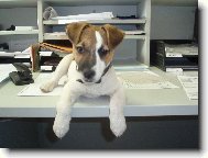 Parson russell terrier \(Dog standard\)