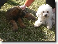 Bichon  poil fris, Bichon Frise