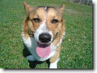Welsh Corgi Pembroke