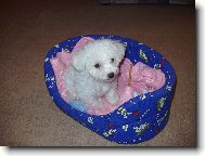 Bichon  poil fris, Bichon Frise